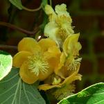 Bois des Moutiers (14) Summer 2012