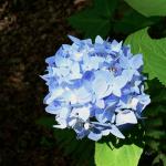 Bois des Moutiers (21) Summer 2012