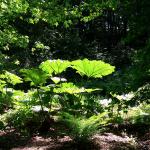 Bois des Moutiers (1) Summer 2012