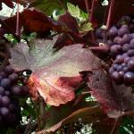 Bois des Moutiers  (26) Summer 2012