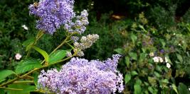 Bois des Moutiers - Eté - De lumières et d'ombres