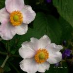 Bois des Moutiers  (29) Summer 2012