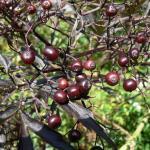 Bois des Moutiers  (36) Summer 2012