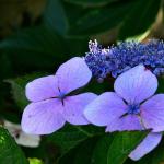 Bois des Moutiers  (47) Summer 2012