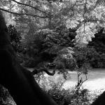 Bois des Moutiers  (59) Summer 2012