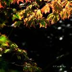 Bois des Moutiers  (61) Summer 2012