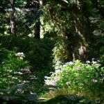 Bois des Moutiers  (70) Summer 2012