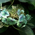 Bois des Moutiers  (74) Summer 2012