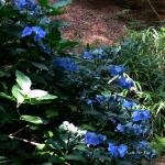 Bois des Moutiers  (80) Summer 2012