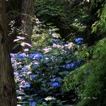 Bois des Moutiers  (86) Summer 2012