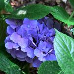 Bois des Moutiers  (87) Summer 2012