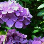 Bois des Moutiers  (89) Summer 2012