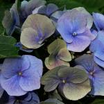 Bois des Moutiers  (93) Summer 2012