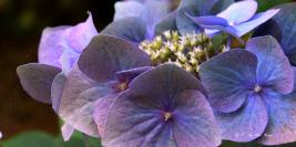 Bois des Moutiers - Eté - De lumières et d'ombres