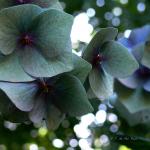 Bois des Moutiers  (95) Summer 2012