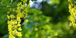 Bois des Moutiers - Lumières