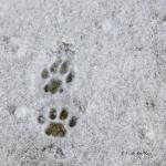 Bois des Moutiers Winterreise (15)