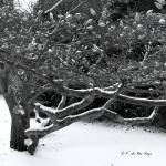 Bois des Moutiers Winterreise (27)