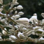 Bois des Moutiers Winterreise (30)