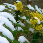 Bois des Moutiers Winterreise (6)