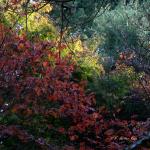 Bois des moutiers fall 2012 (1)