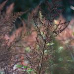 Bois des moutiers fall 2012 (10)