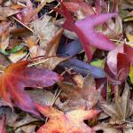 Bois des moutiers fall 2012 (17)