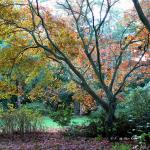 Bois des moutiers fall 2012 (18)
