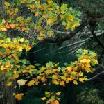 Bois des moutiers fall 2012 (2)