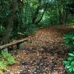 Bois des moutiers fall 2012 (21)