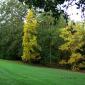 Bois des moutiers fall 2012 (22)