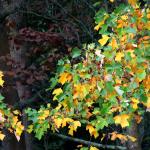 Bois des moutiers fall 2012 (23)