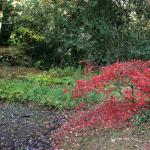 Bois des moutiers fall 2012 (27)