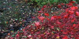 Bois des Moutiers - Chant d'Automne