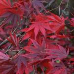 Bois des moutiers fall 2012 (29)