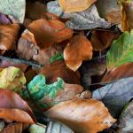 Bois des moutiers fall 2012 (39)