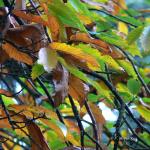 Bois des moutiers fall 2012 (56)