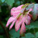 Bois des moutiers fall 2012 (57)