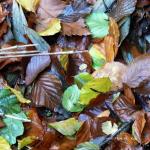 Bois des moutiers fall 2012 (59)