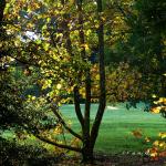 Bois des moutiers fall 2012 (62)