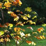 Bois des moutiers fall 2012 (63)