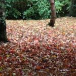 Bois des moutiers fall 2012 (7)