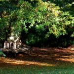 Bois des moutiers fall 2012 (83)