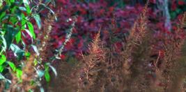 Bois des Moutiers - Chant d'Automne