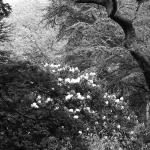 Bois des Moutiers (149) Mai 2012