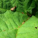 Bois des Moutiers (245) Mai 2012