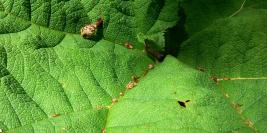 Bois des Moutiers - Feuillages et textures