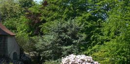 Bois des Moutiers - Feuillages et textures