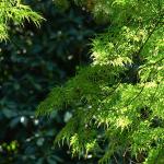 Bois des Moutiers (304) Mai 2012