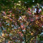 Bois des Moutiers (307) Mai 2012